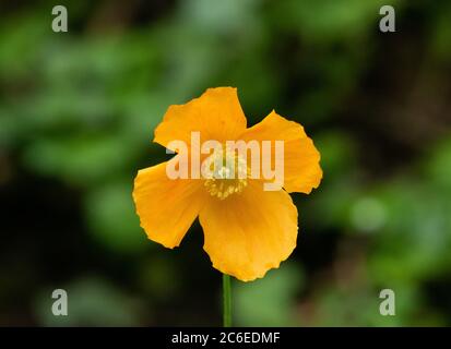 Islande coquelicot, Chipping, Preston, Lancashire, Royaume-Uni Banque D'Images