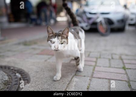 Turc blanc tabby chat errant en traversant la rue à Antalya Banque D'Images