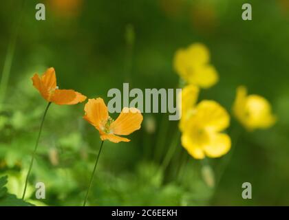 Islande Poppies, Chipping, Preston, Lancashire, Royaume-Uni Banque D'Images