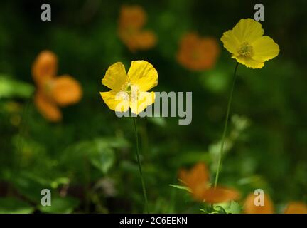 Islande Poppies, Chipping, Preston, Lancashire, Royaume-Uni Banque D'Images