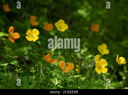 Islande Poppies, Chipping, Preston, Lancashire, Royaume-Uni Banque D'Images