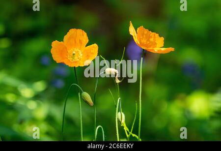 Islande Poppies, Chipping, Preston, Lancashire, Royaume-Uni Banque D'Images