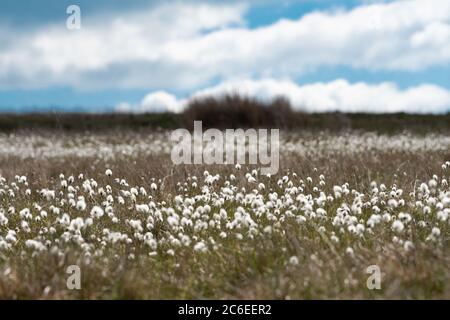 Coton, Chipping, Preston, Lancashire, Royaume-Uni Banque D'Images