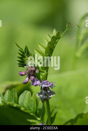 Bush vetch, Chipping, Preston, Lancashire, Royaume-Uni Banque D'Images