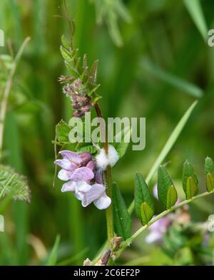 Bush vetch, Chipping, Preston, Lancashire, Royaume-Uni Banque D'Images