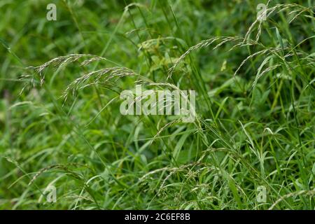 Fausse herbe d'avoine, Chipping, Preston, Lancashire, Royaume-Uni Banque D'Images