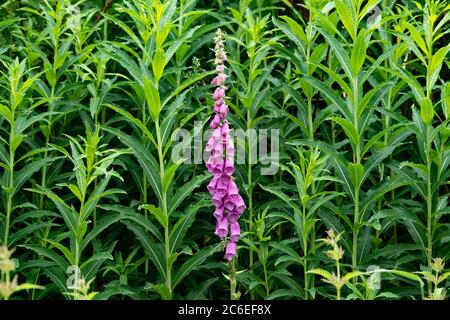 Un Foxglove qui pousse parmi Rosebay Willowherb, Chipping, Preston, Lancashire, Royaume-Uni Banque D'Images