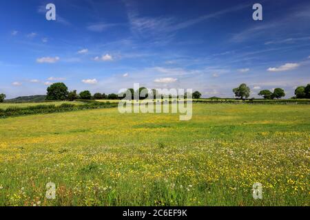 Summer Buttercup Field, Heage village, Derbyshire Angleterre Royaume-Uni Banque D'Images