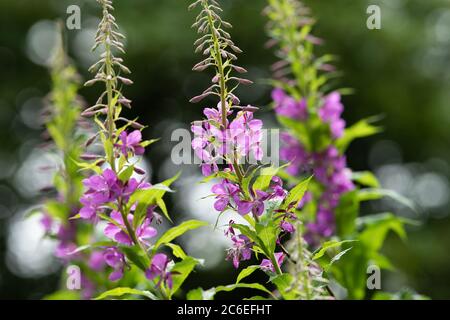 Rosebay willowherb , Chipping, Preston, Lancashire, Angleterre, Royaume-Uni Banque D'Images