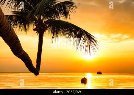 Palmiers à noix de coco contre un coucher de soleil coloré. Silhouettes sombres de palmiers et ciel nuageux magnifique sur l'île tropicale. Banque D'Images