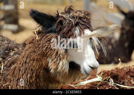 La ferme d'Alpaca à Mitzpe Ramon, Israël Banque D'Images