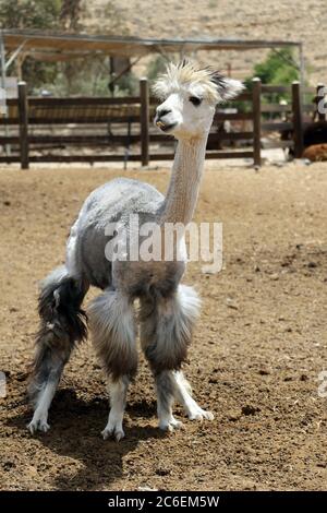 La ferme d'Alpaca à Mitzpe Ramon, Israël Banque D'Images