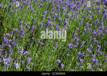 Lavande anglaise également connue sous le nom de lavande de jardin ou lavande à feuilles étroites Banque D'Images