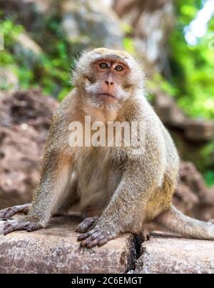 Un singe adulte s'assoit dans la forêt. Grotte de singe à Chalong, Phuket, Thaïlande Banque D'Images