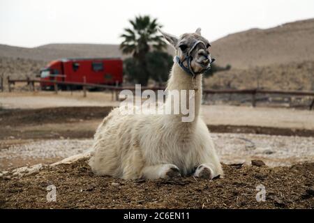 La ferme d'Alpaca à Mitzpe Ramon, Israël Banque D'Images