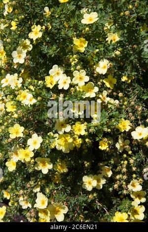 Une usine de Cinquefoil de Shrubby également connue sous le nom de Shrubby Five Finger ou Widdy Banque D'Images