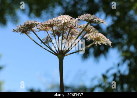Tête de fleur de Hogweed à fleurs roses, Heracleum sphondylium, Cow Parsnip, Eltret, vue rapprochée sur le côté fleurit sur fond bleu de ciel Banque D'Images