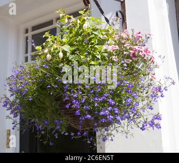 Un panier suspendu avec des fleurs de bougele Lobelia et de rose de Chine Banque D'Images