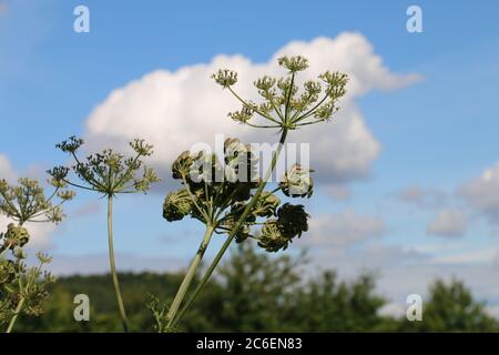 Têtes de fleurs et de graines de Hogweed, Heracleum sphondylium, Cow Parsnip, Eltret, vue latérale, campagne et fond bleu ciel Banque D'Images