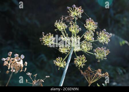 Têtes de graines de Hogweed communes, Heracleum sphondylium, Cow Parsnip, Eltret, sous le soleil, sur fond sombre Banque D'Images