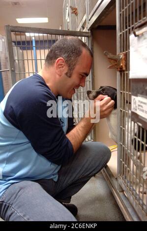 Austin, Texas 13 septembre 2005 : Marciello fonte de l'abri pour animaux no-kill Animal Haven à New York regarde les animaux de la Austin-Travis County Humane Society qui seront expédiés à New York pour faire de la place pour d'autres animaux évacués par l'ouragan Katrina dans l'abri du Texas. ©Bob Daemmrich Banque D'Images