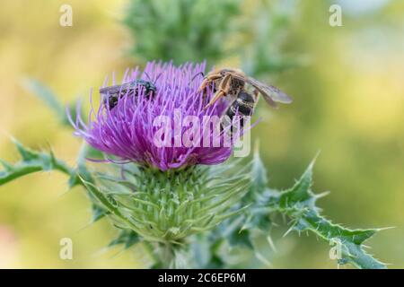 Pollinisation par le chardon commun, Cirsium vulgare Banque D'Images