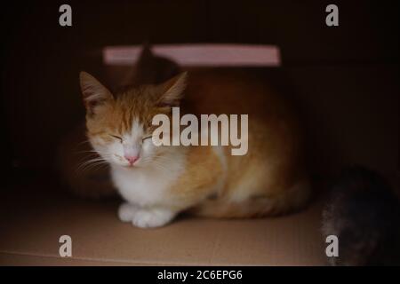 beau chat blanc gingembre dort dans une boîte en carton Banque D'Images