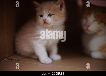 Chaton beige moelleux assis dans une boîte en carton avec un chat rouge endormi. Banque D'Images