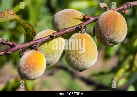 Début du printemps, les premiers fruits de pêche sur la branche Banque D'Images