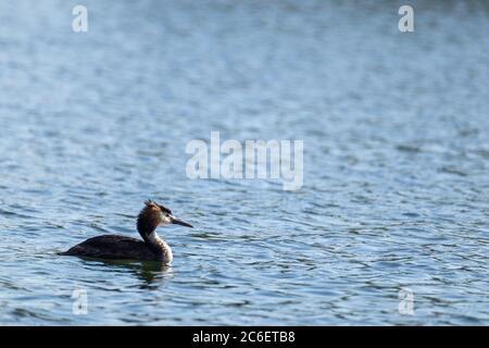 Grand grebe à crête (Podiceps cristatus) oiseau nageant sur l'eau bleue. Oiseaux aquatiques sur la surface de l'eau du lac miroir. Observation des oiseaux sauvages Banque D'Images