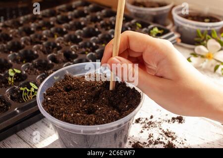 Une femme fait un trou dans le sol en utilisant un bâton de bois pour planter un sprout dans un pot. Cellules pour la culture de graines. Transplanter une plante dans un grand pot. Banque D'Images