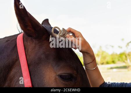 Une femme peignant une manie et se brossant un cheval avec un peigne. Cheval brun sur fond de ciel bleu. Soins de chevaux, amour pour les animaux. Banque D'Images