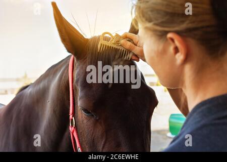 Une femme peignant une manie et se brossant un cheval avec un peigne. Cheval brun sur fond de ciel bleu. Soins de chevaux, amour pour les animaux. Banque D'Images