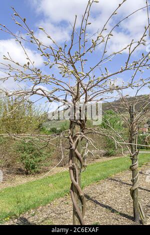 Japanischer Blauregen, Wisteria floribunda violacea Plena, Japanese Wisteria, Wisteria floribunda violacea plena Banque D'Images