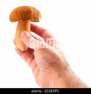 Champignons boletus comestibles isolés sur blanc Banque D'Images