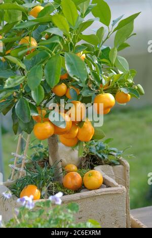 Calamondine, × Citrofortunella microcarpa, Calamondine, × Citrofortunella microcarpa Banque D'Images