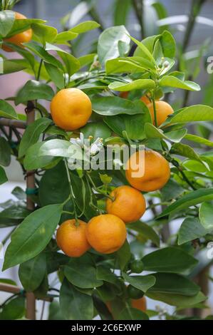 Calamondine, × Citrofortunella microcarpa, Calamondine, × Citrofortunella microcarpa Banque D'Images