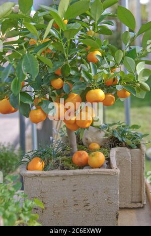 Calamondine, × Citrofortunella microcarpa, Calamondine, × Citrofortunella microcarpa Banque D'Images