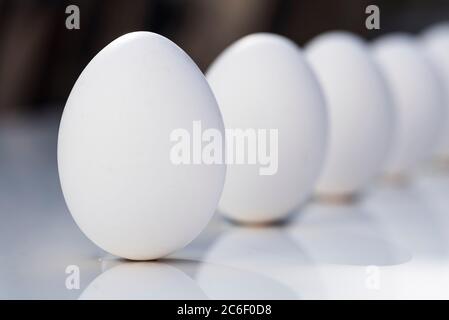 Durée de vie de plusieurs œufs dans une lumière de applique sur un fond blanc. Banque D'Images