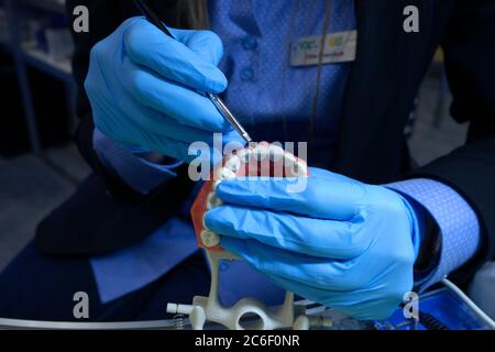 Femme mains dans des gants bleus tenant la brosse dentaire au-dessus de la typographie, moulage en plastique des mâchoires et des dents humaines, montrant la manière de traitement dentaire Banque D'Images