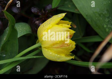 La pluie tombe sur la fleur Banque D'Images