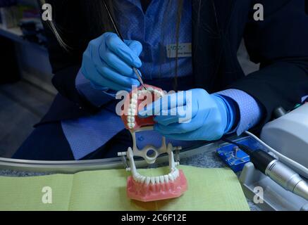 Femme mains dans des gants bleus tenant la brosse dentaire au-dessus de la typographie, moulage en plastique des mâchoires et des dents humaines, montrant la manière de traitement dentaire Banque D'Images