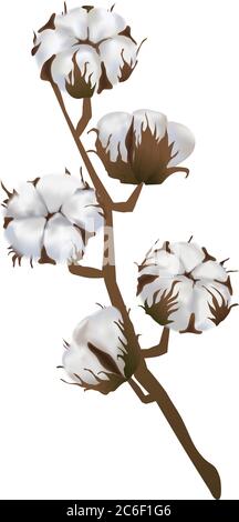 Fleurs de coton en vecteur isolées sur fond blanc. clip art 3d réaliste pour étiquettes : huile de coton, extrait, tissus, laine. Illustration de Vecteur