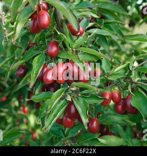 Kornelkirsche, Cornus mas Jolico, Cornus, Cornus mas Jolico Banque D'Images