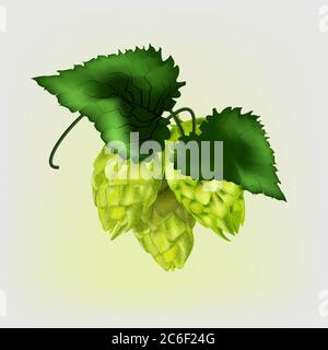 Cônes de houblon réalistes avec feuilles vertes. Illustration de Vecteur