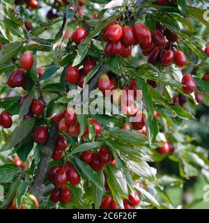 Cornus mas Kasanlaker, Cornus mas Kazan Laker Banque D'Images