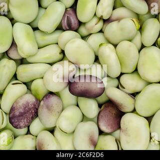 Gros plan sur la texture des haricots verts. Récolte de haricots Banque D'Images