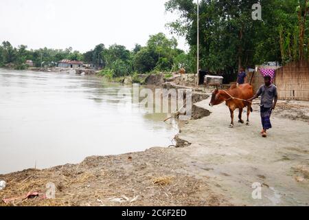 Manikganj. 9 juillet 2020. Un homme conduit une vache sur la rive érodée d'une rivière dans le district de Manikganj, à environ 63 km au nord-ouest de la capitale Dhaka, Bangladesh, le 9 juillet 2020. Les inondations causées par les fortes pluies et la ruée vers l'eau des collines ont gravement affecté les villageois ici. Crédit: Xinhua/Alay Live News Banque D'Images