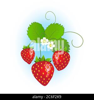 Plante de fraise avec des fraises mûres et des fleurs sur fond bleu. Format vectoriel EPS10. Illustration de Vecteur