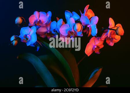 Les fleurs d'orchidées brillantes sont des phalenopsis illuminées par une lumière de néon sur un fond noir. Banque D'Images